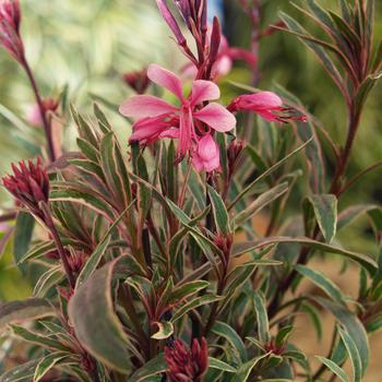 Gaura lindheimeri - 'Passionate Rainbow&trade;' Wand Flower