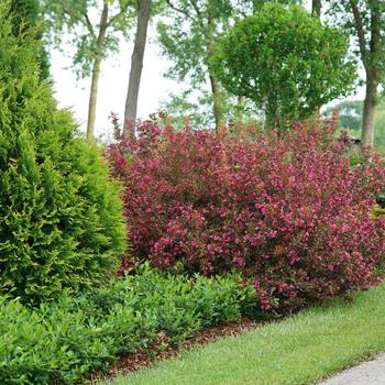 Weigela florida 'Wine & Roses&reg;' - Wine & Roses Weigela