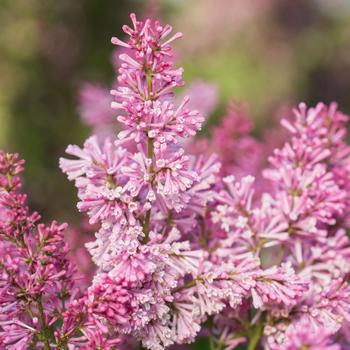 Syringa x prestoniae - Pinktini&trade; Lilac