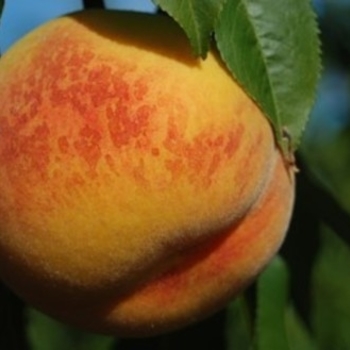 Prunus persica 'Veteran' - Veteran Peach