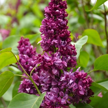Syringa vulgaris 'Paul Thirion' - Paul Thirion Lilac