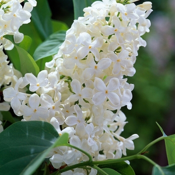 Syringa vulgaris 'Mont Blanc' - Mont Blanc Lilac