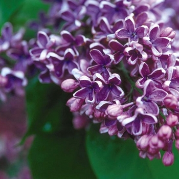 syringa vulgaris 'albert f holden' - Albert F Holden Lilac