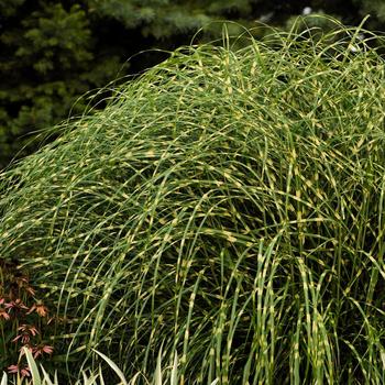 Miscanthus sinensis 'Little Zebra' - Little Zebra Maiden Grass