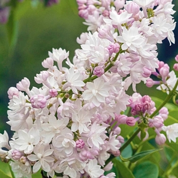 Syringa vulgaris 'Beauty of Moscow' - Beauty of Moscow Lilac