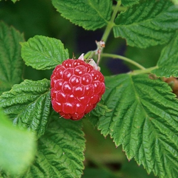 Rubus Ideaus - Raspberry Shortcake Bushel and Berry