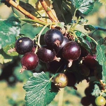 Ribes - Jostaberry