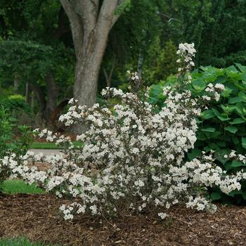 Weigela florida 'SMNWFC' PPAF, Can PBRAF - Wine and Spirits&trade; Weigela