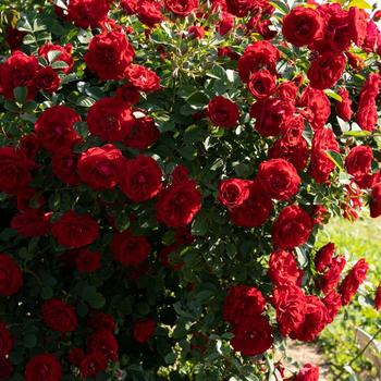 Rosa - 'Cherry Frost&trade;' Climbing Rose