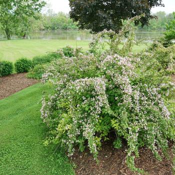 Kolkwitzia amabilis - 'Jolene Jolene&reg;' Beauty Bush
