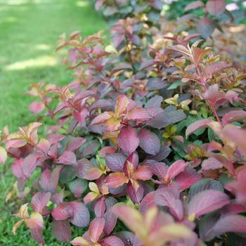 Weigela florida 'Verweig9' PPAF, Can PBRAF - Midnight Sun™ 