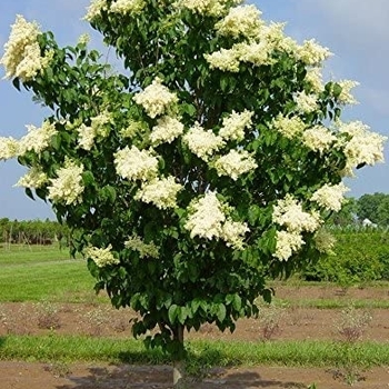 Syringa reticulata 'Ivory Silk' - Japanese Lilac Tree
