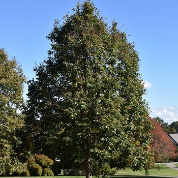 Tilia americana 'Redmond' - Redmond Linden