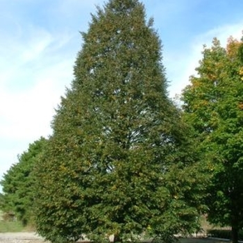 Tilia cordata 'Corzam' - Corinthian Linden
