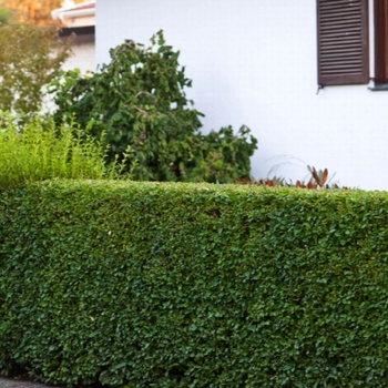 Ligustrum vulgare 'Low Dense' - Low Dense Privet