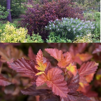 Physocarpus opulifolius - Center Glow Ninebark