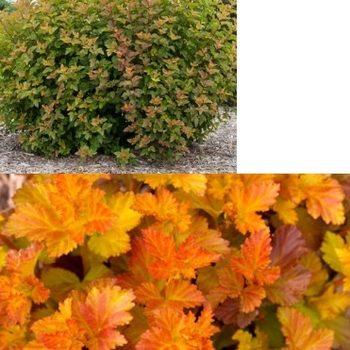 Physocarpus opulifolius 'Jefam' - Amber Jubilee™ Ninebark 