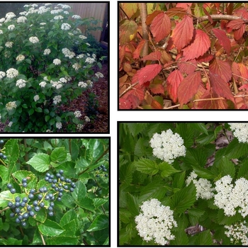 Viburnum dentatum - Blue Muffin®