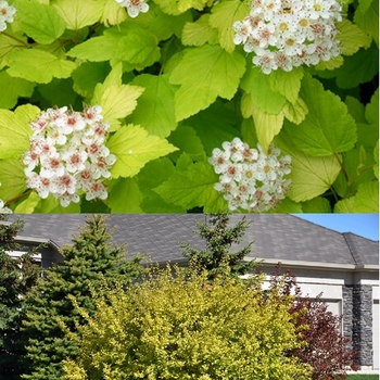 Physocarpus opulifolius - Dart's Gold Ninebark
