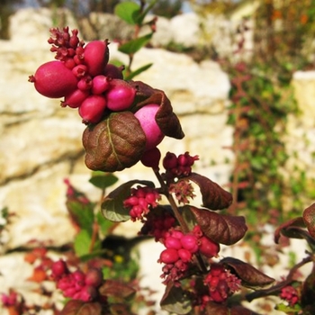 Symphocarpus 'Magic Berry' - Magic Berry Coral Berry