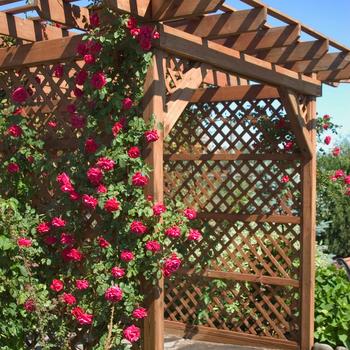Rosa (Climbing Rose) - 'Ramblin' Red®' 