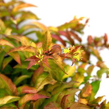 Diervilla sessilifolia 'Bocofire' - Firefly&trade; Bush Honeysuckle