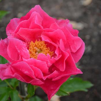 Paeonia - Paula Fay Peony