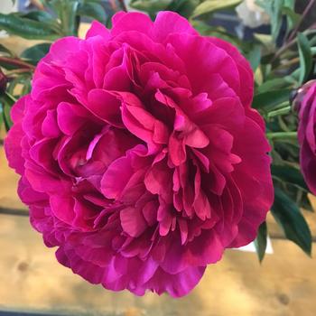 Paeonia 'Kansas' - Kansas Peony