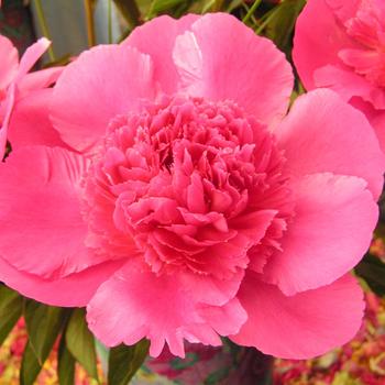 Paeonia lactiflora - 'Bouquet Perfect' Peony