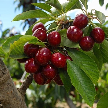Prunus avium 'Lapins' - Lapins Sweet Cherry