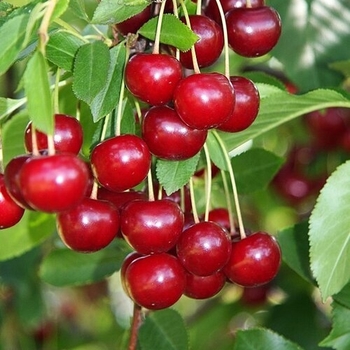 Prunus cerasus - Meteor Pie Cherry