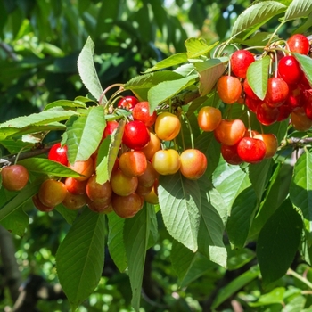 Prunus avium 'Rainier' - Rainier Cherry