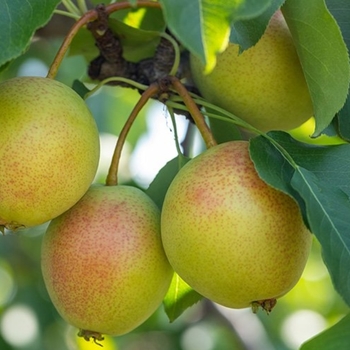 Pyrus 'Juicy Jewel' - Juicy Jewel Pear