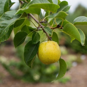 Pyrus 'Tawara Oriental' - Tawara Asian Pear