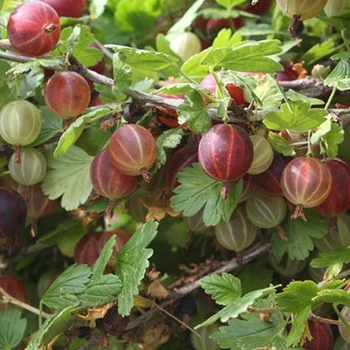 Ribes uva-crispa 'Little Ben' - Little Ben Gooseberry