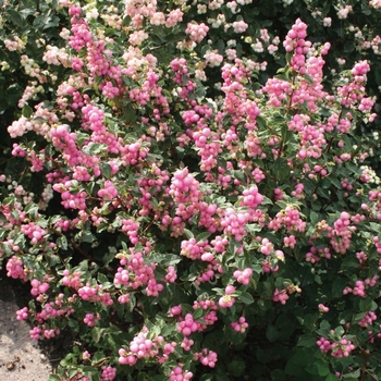 Symphoricarpos x doorenbosii 'Kolmcan' - Candy Coralberry