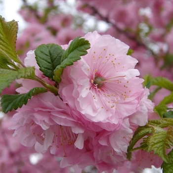 Prunus glandulosa 'Rosea' - Pink Flowering Almond