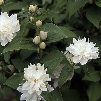 Philadelphus 'Miniature Snowflake' - Miniature Snowflake Mockorange