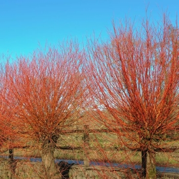 Salix alba 'Britzensis' - Coral Embers Willow