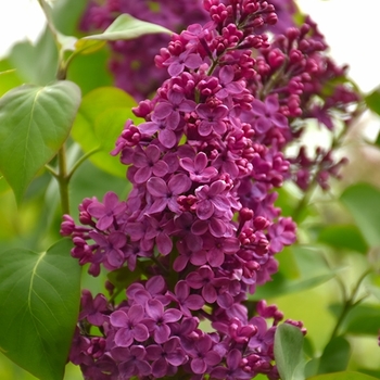 Syringa vulgaris 'Congo.' - Congo Lilac