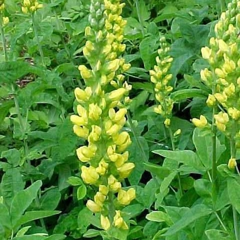 Thermopsis villosa - Carolina Lupine