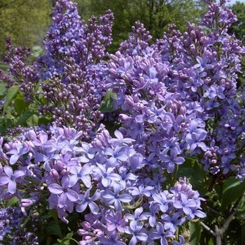 Syringa vulgaris 'Little Boy Blue' - Little Boy Blue Lilac