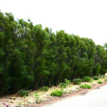 Rhamnus frangula - Fine Line&reg;