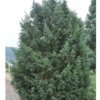 Picea omorika 'Riverside.' - Riverside Serbian Spruce