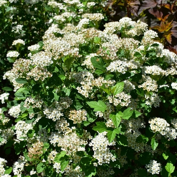 Physocarpus opulifolius 'Nanus.' - Dwarf Ninebark