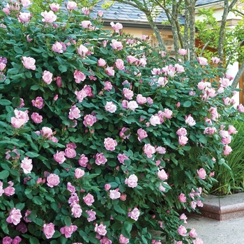 Rosa 'Radyod' - Blushing Knockout Rose