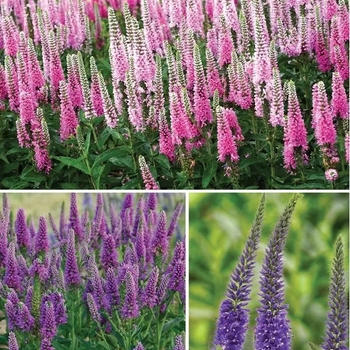 Veronica - Assorted Veronica