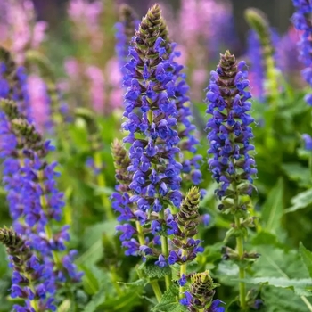 Salvia 'April Night' - April Night Salvia