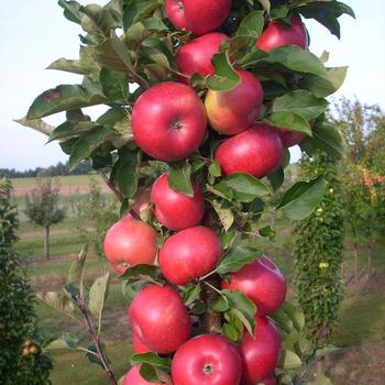 Malus (Apple) - Fruit Snacks&reg; Tasty Red&trade;