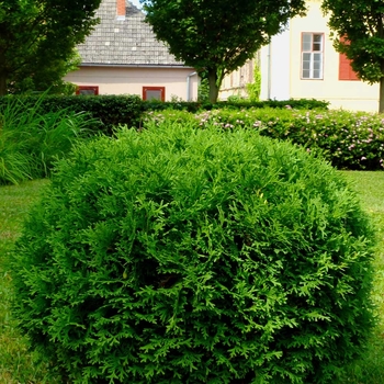 Thuja occidentalis 'Hetz Midget' - Hetz Midget Arborvitae